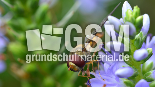 Garten-Schwebfliege (9).jpg